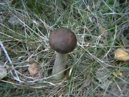 Kozák březový